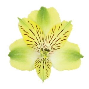Alstroemeria/Inca Lily - Green