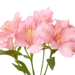 Alstroemeria/Inca Lily - Pink