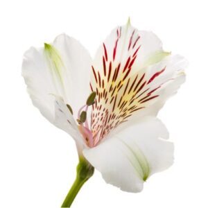 Alstroemeria/Inca Lily - White