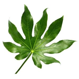 Aralia Leaves