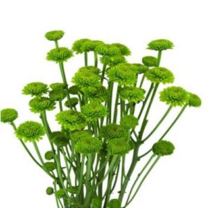 Chrysanthemum - Button Spray - Green