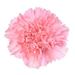 Carnation - Standard - Pink