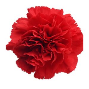 Carnation - Standard - Red