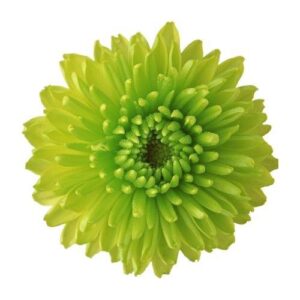 Chrysanthemum - Standard - Green