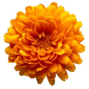 Chrysanthemum - Standard  - Orange
