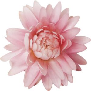 Chrysanthemum - Standard - Pale Pink