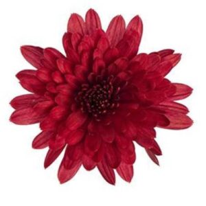Chrysanthemum - Standard - Red