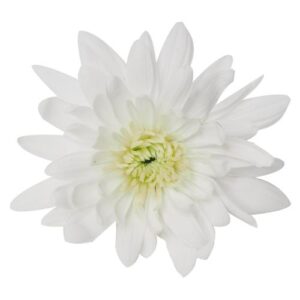 Chrysanthemum - Standard - White