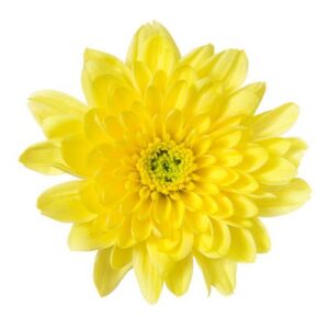 Chrysanthemum - Standard - Yellow
