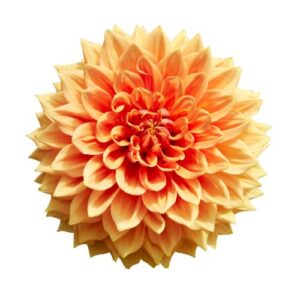 Dahlia – Orange