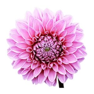 Dahlia – Pink