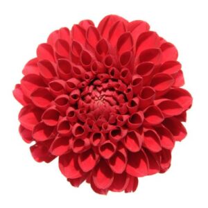 Dahlia – Red