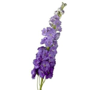 Delphinium - Purple