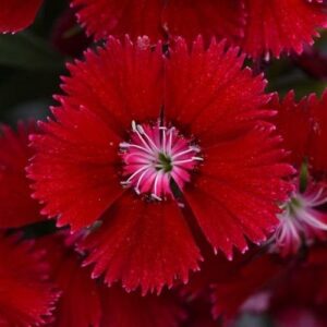 Dianthus - Red