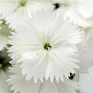 Dianthus - White