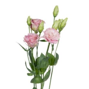 Double Lisanthus – Pink