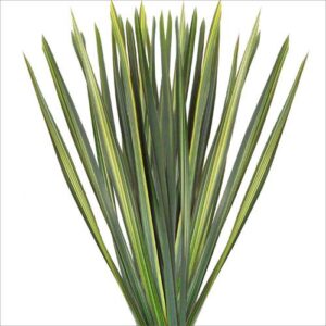 Flax Leaves