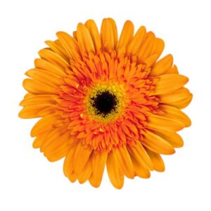 Gerbera Daisy – Orange