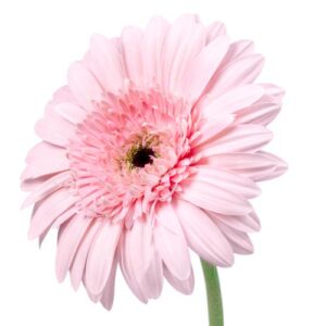 Gerbera Daisy – Pale Pink