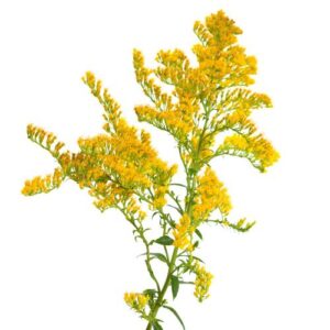 Goldenrod