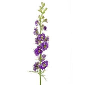 Larkspur - Purple