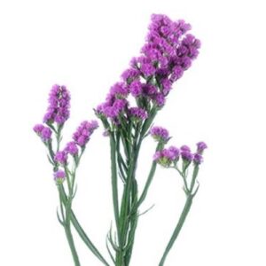 Limonium