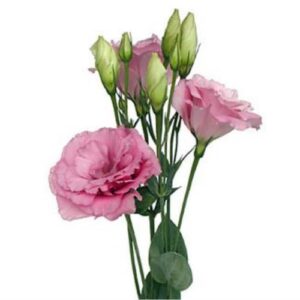 Lisianthus – Pink