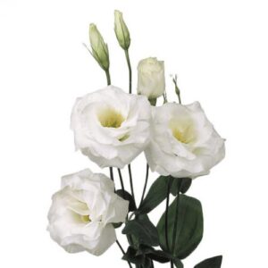 Lisianthus – White