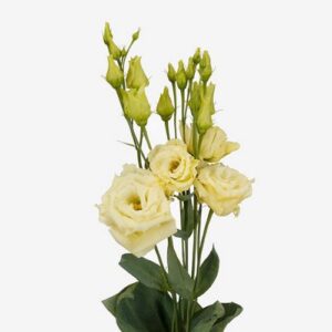 Lisianthus – Yellow