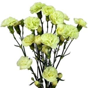 Carnation  - Mini Spray - Green
