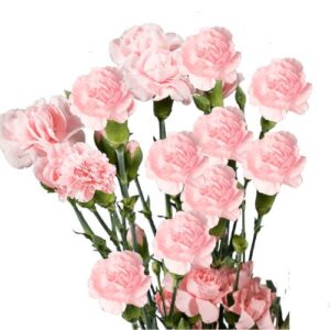 Carnation  - Mini Spray - Pink