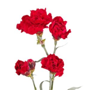 Carnation  - Mini Spray - Red