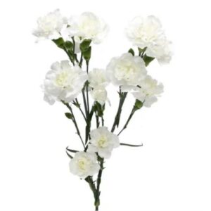 Carnation  - Mini Spray - White