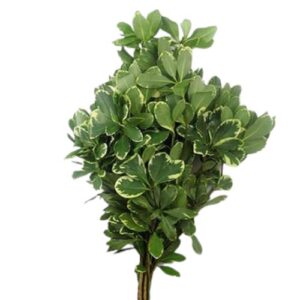 Pittosporum