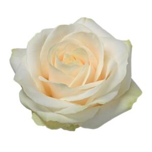 Rose – Standard – Cream