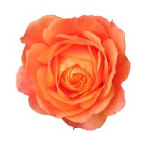 Rose – Standard – Orange