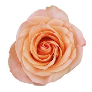 Rose – Standard – Peach