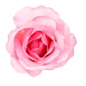 Rose – Standard – Pink