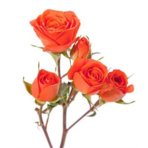 Rose – Mini Orange Spray