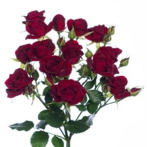 Rose – Mini Red Spray