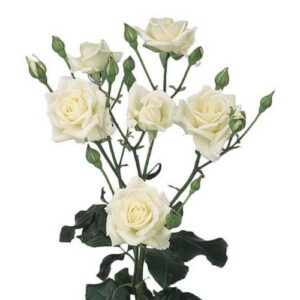 Rose – Mini White Spray