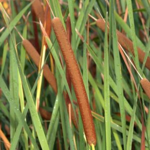 Typha