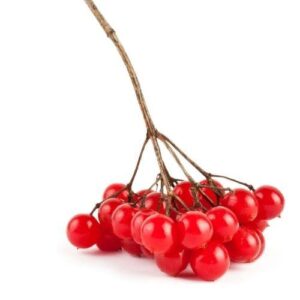 Viburnum Berry