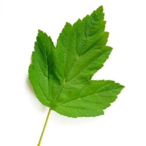 Viburnum Leaf