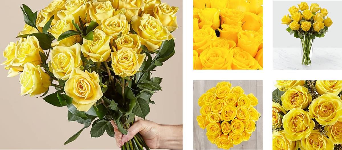 Yellow Roses – Petals.Africa